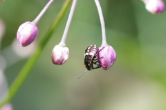 ﾗｯｷｮ？の蕾にｱｵｸｻｶﾒﾑｼ？　ﾐﾅﾐｱｵｶﾒﾑｼ？の幼虫