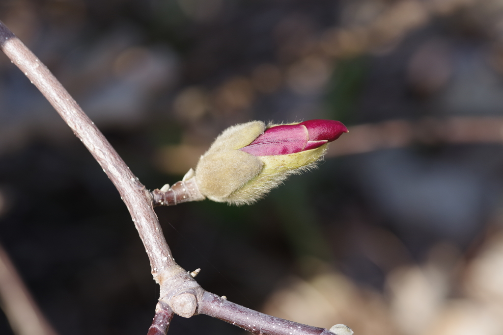 シモクレン 間もなく開花