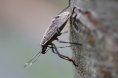 キマダラカメムシ　幼虫　等倍