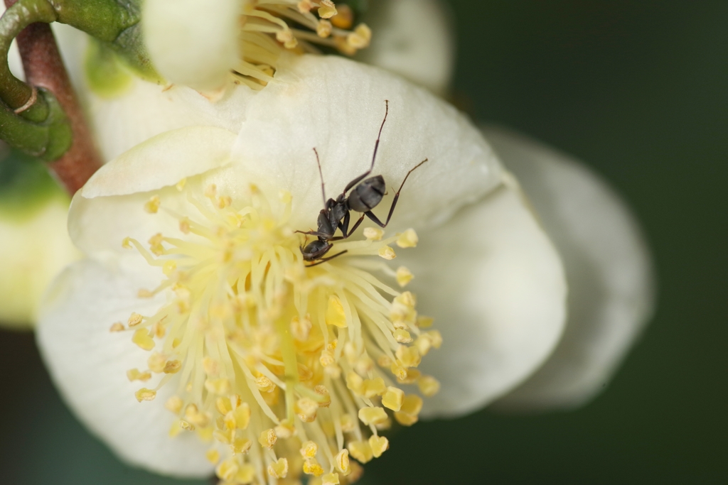 チャノキの花と蟻 等倍