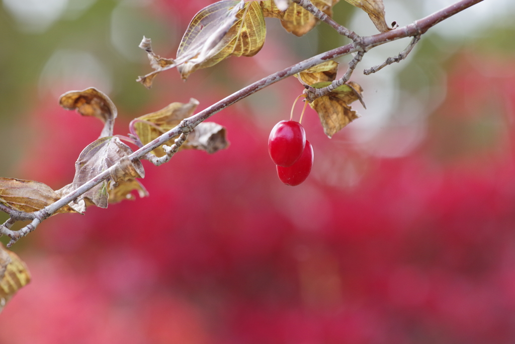 赤と赤　サンシュユの実とドウダンツツジの紅葉