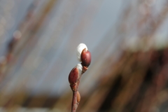 開花間近のネコヤナギ
