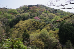 過ぎ行く春・・・