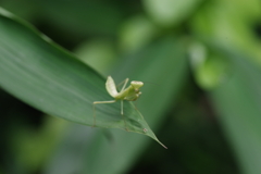 微笑むハラビロカマキリ？