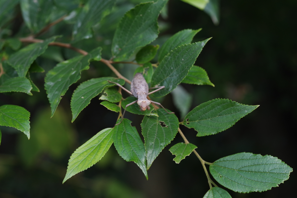 年老いた？カマキリ