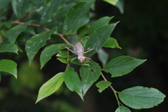 年老いた？カマキリ