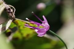 ラッキョ？の花　等倍