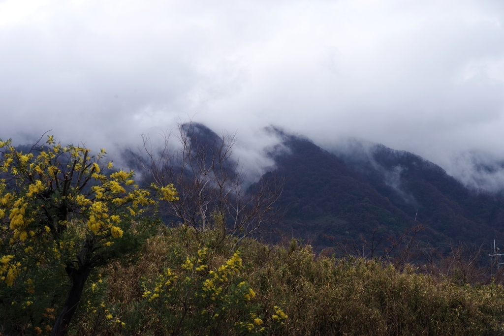 雨後のフサアカシアと立ち昇る雲