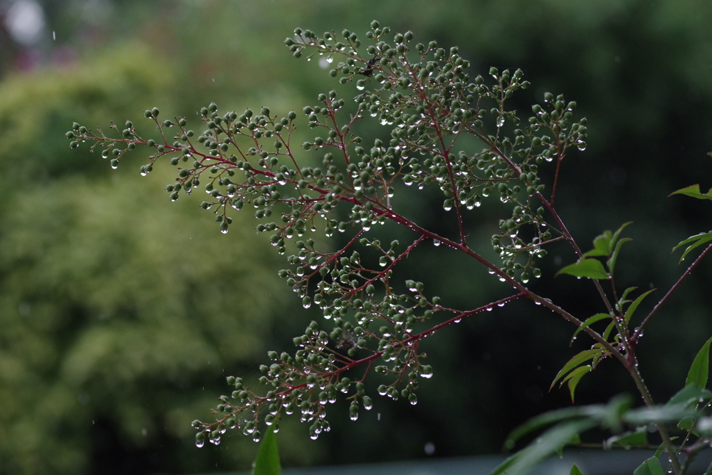 雨の日のナンテンの実