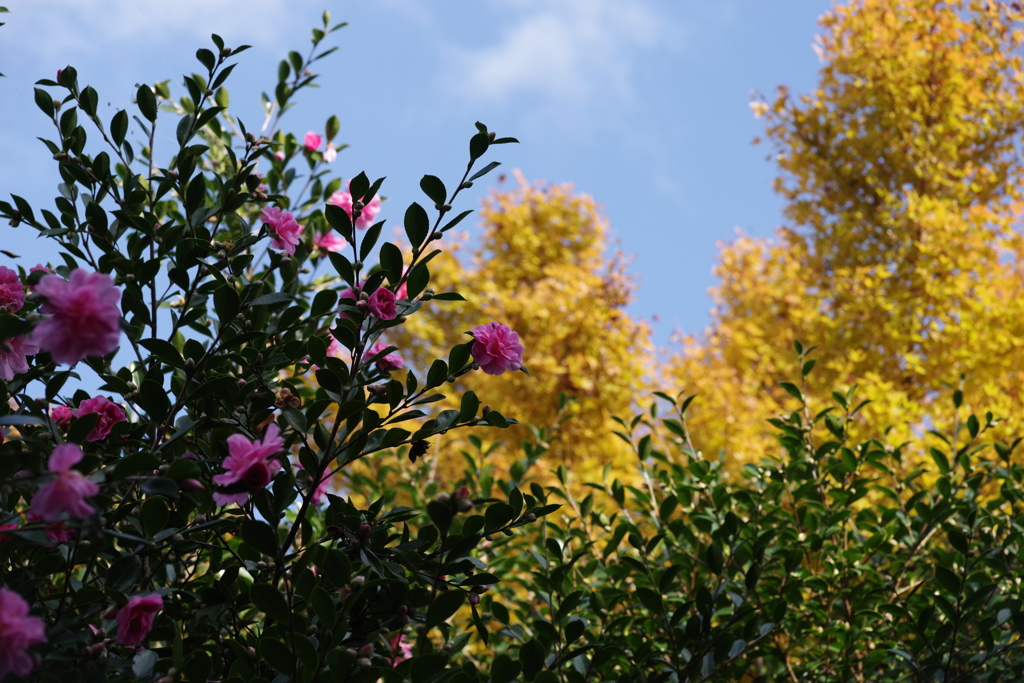 山茶花と黄葉