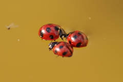 溺れ死んだ三匹のテントウムシ