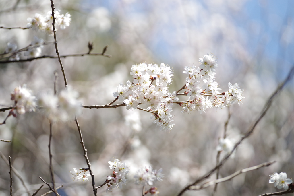 山桜？ 開放で撮ってしまった！