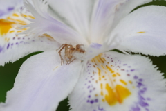 シャガに潜む蜘蛛 等倍
