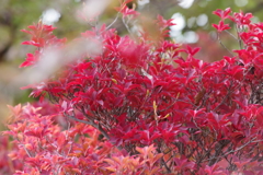 赤と赤　サンシュユの実とドウダンツツジの紅葉