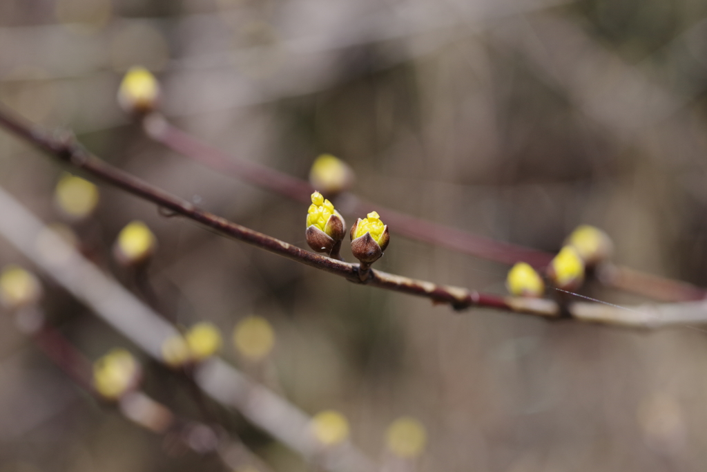間もなく開花 サンシュユ