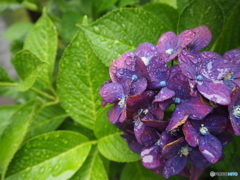 紫陽花