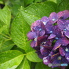 紫陽花