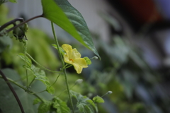 _SDI0029