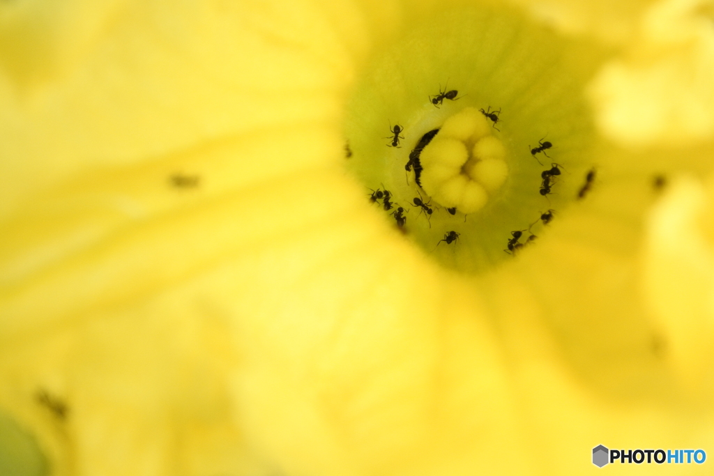 sweet * yellow