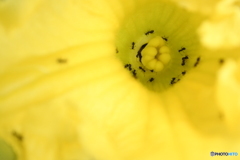 sweet * yellow