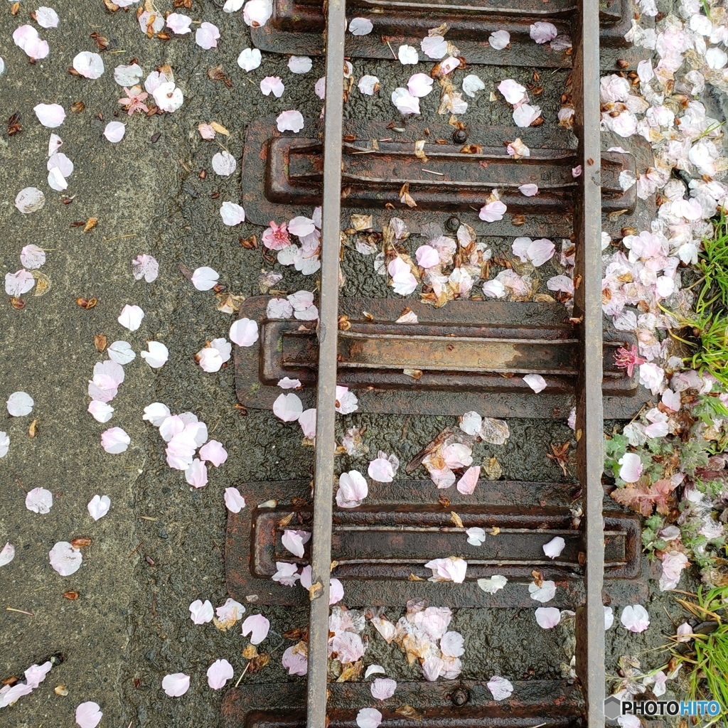 sakura drops