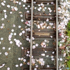 sakura drops