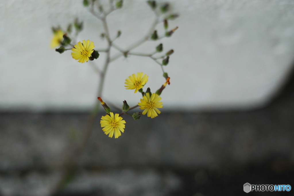 little*flower
