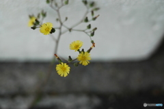 little*flower