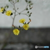 little*flower