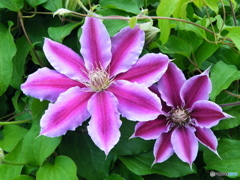purpure