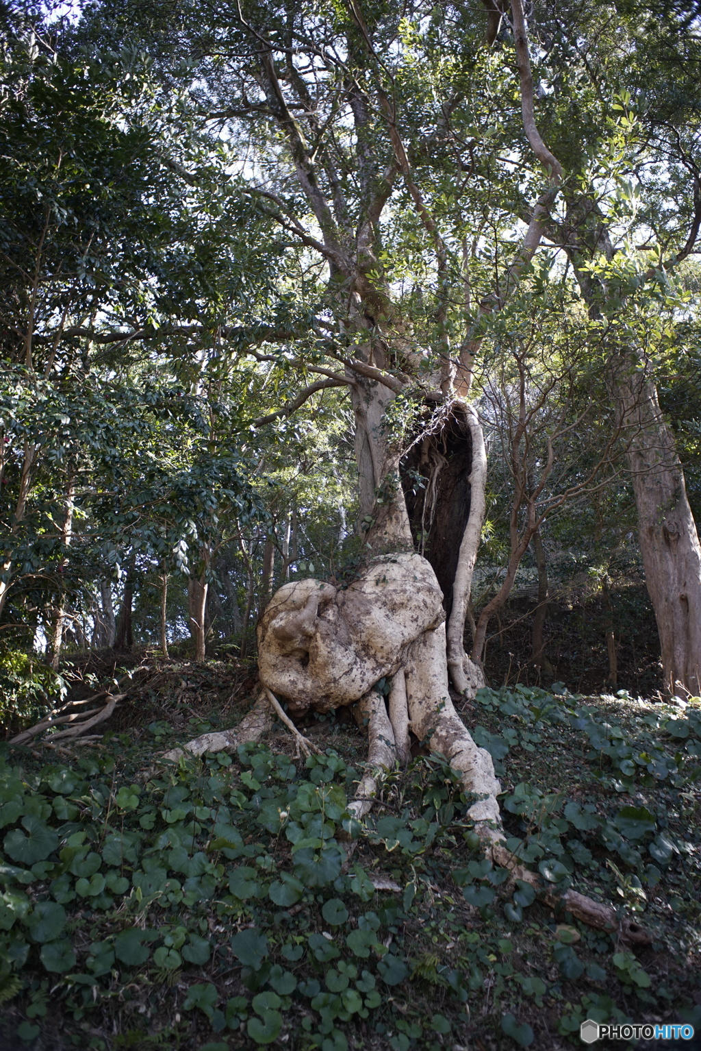 瘤木