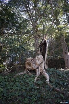 瘤木