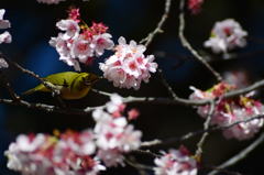 桜の蜜