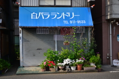 白バラ