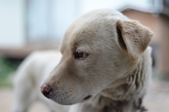 うちの犬