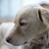 うちの犬