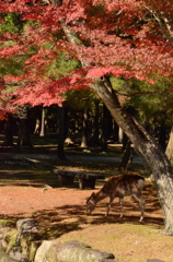 紅葉の奈良公園