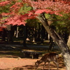紅葉の奈良公園