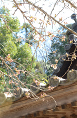 吉備津神社の３月