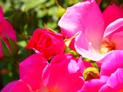 薔薇