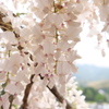 DSCF2212