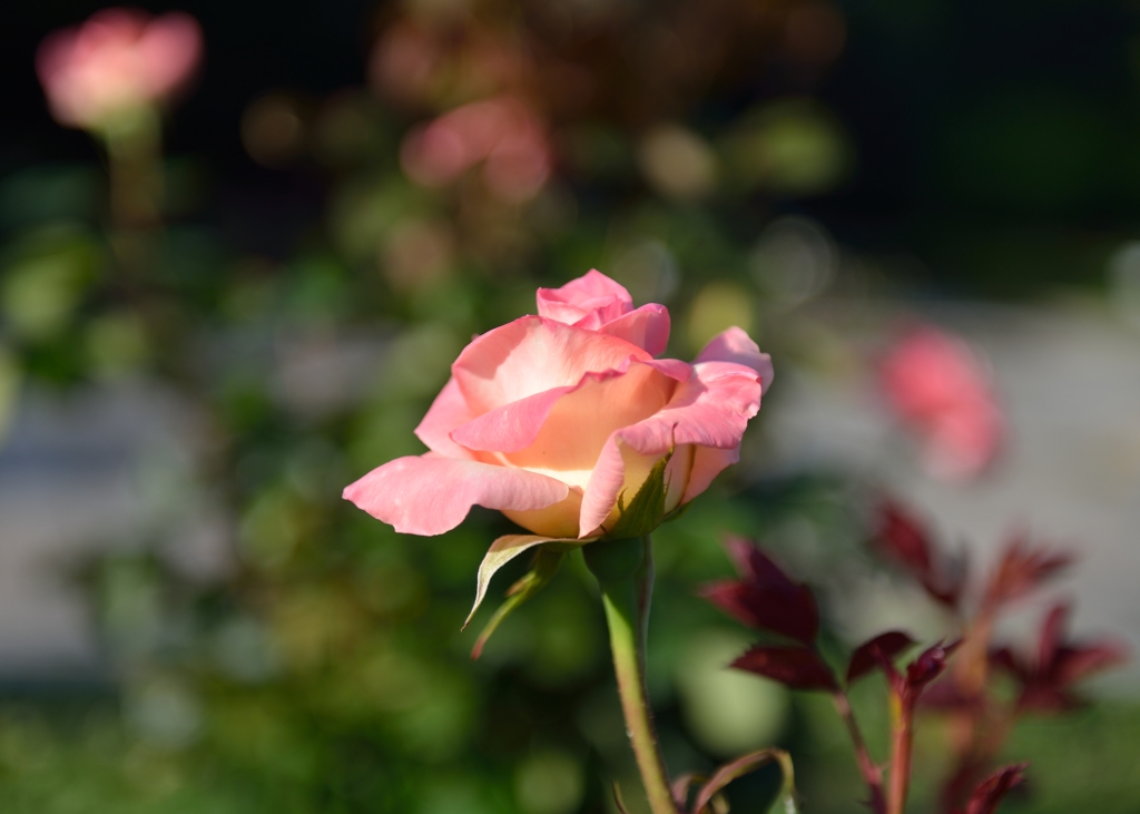 薔薇