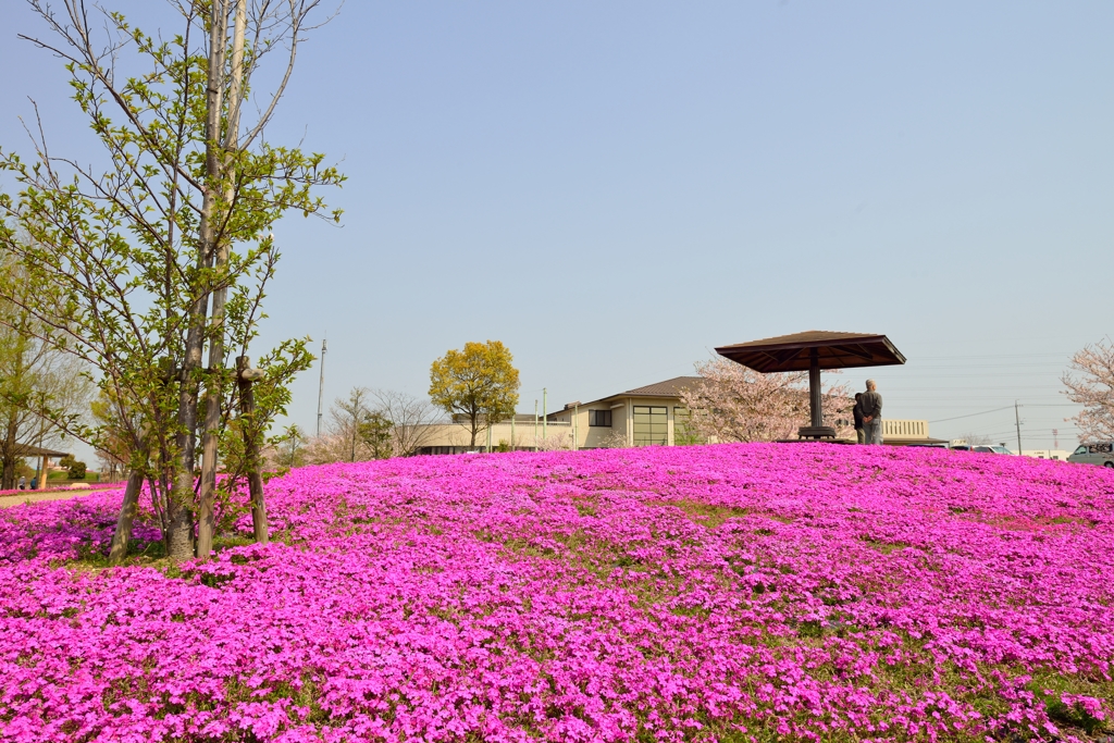 芝桜