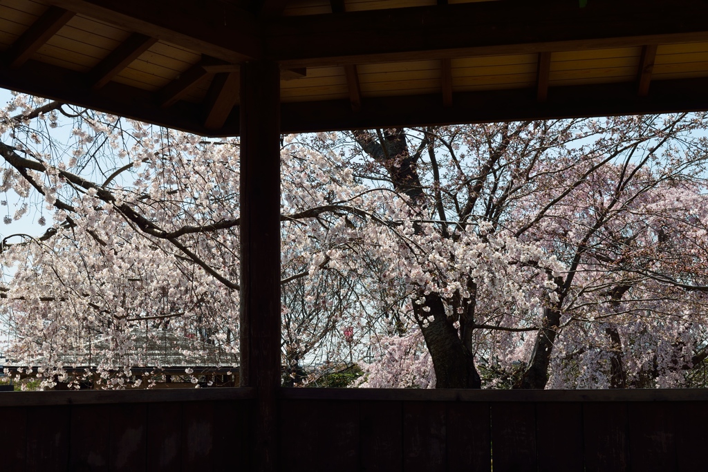 桜