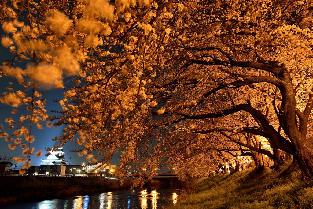 清洲城と夜桜Ⅱ