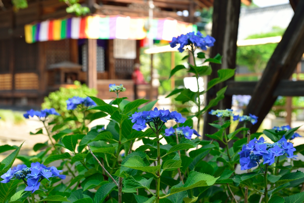 紫陽花寺