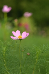 秋桜