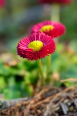 花