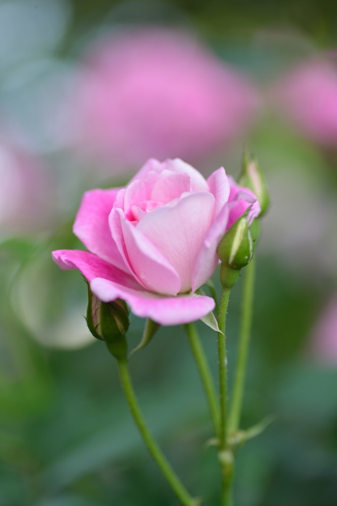 薔薇