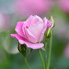 薔薇